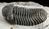 Austerops Trilobite - Nice Preperation #46715-2